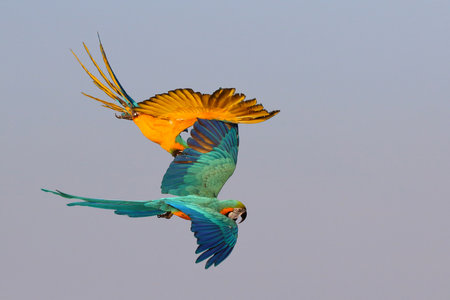 Beautiful Macaw parrots flying in the sky. Free flying bird