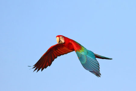 Colorful Green Wing Macaw parrot flying in the sky. Free flying bird