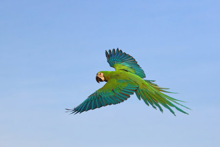 Beautiful Chest Gold Macaw flying in the sky. Free flying birdの写真素材