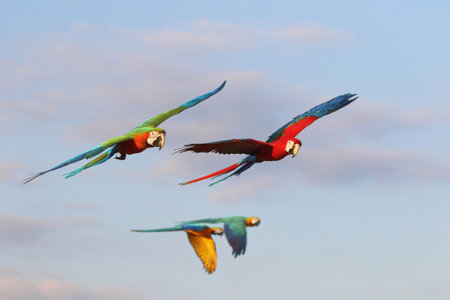 Colorful Macaw Parrots flying in the sky. Free flying bird