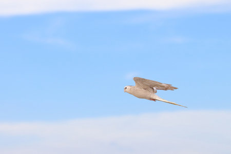 Beautiful Cockatiel parrot flying in the sky. Free flying bird