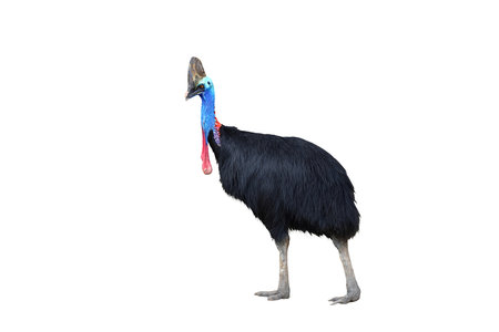 Beautiful Cassowary standing isolated on white backgroundの写真素材