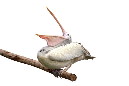 Spot-billed Pelican opening its mouthの写真素材