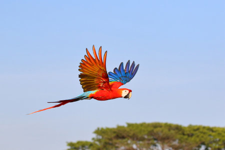 Colorful Scarlet Macaw parrot flying in the sky. Free flying birdの写真素材