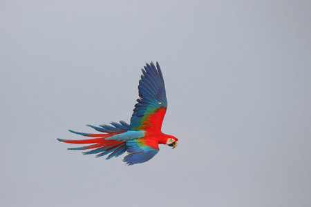 Colorful Green Wing Macaw parrot flying in the sky. Free flying bird