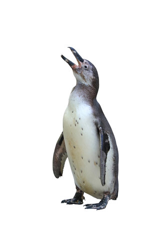 Humboldt penguin standing on white background with clipping path.の写真素材