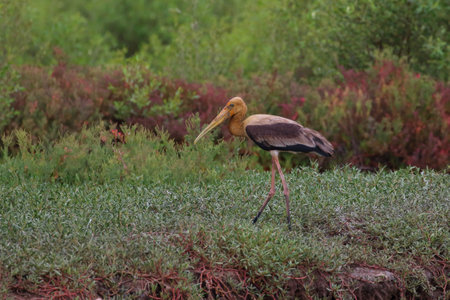 Painted stork lives in the swamp near the mangrove forest.の写真素材