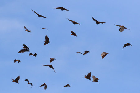 Beautiful Bats flying in the blue sky. Freedom concept