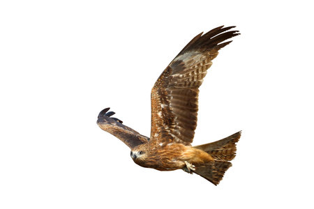 Bird of prey Black kite flying isolated on white background with clipping path.