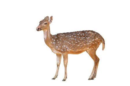 Spotted deer isolated on white background with clipping path.の写真素材
