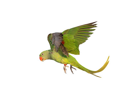 Colorful flying Alexandrine parakeet parrot isolated on white background with clipping path.の写真素材