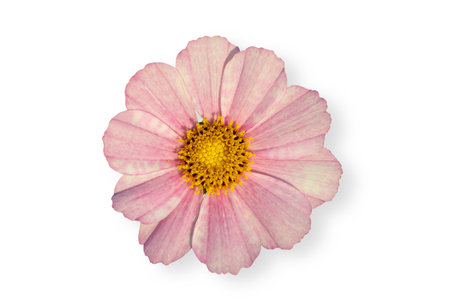 Cosmos flower blooming with shadow isolated on white background with clipping path.の写真素材