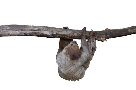 Cute two-toed sloth hanging on tree branch isolated on white background with clipping path.の写真素材