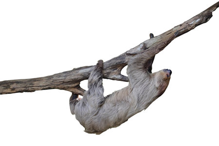 Cute two-toed sloth hanging on tree branch isolated on white background with clipping path.の写真素材
