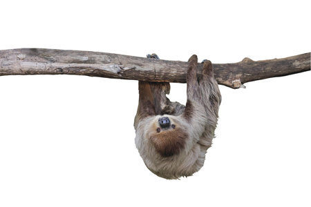 Cute two-toed sloth hanging on tree branch isolated on white background with clipping path.の写真素材