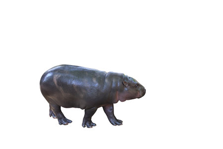 Pygmy hippopotamus isolated on white background with clipping path.の写真素材