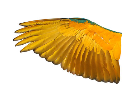 Brightly colored wing of Blue and Gold Macaw parrot isolated on white background with clipping path.