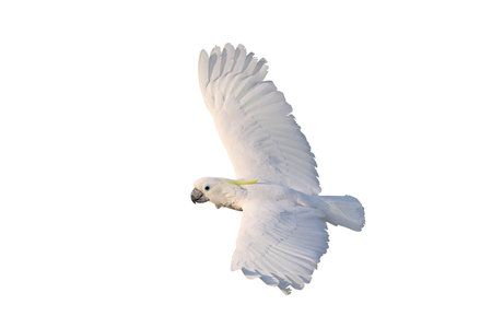 Beautiful Triton Cockatoo parrot flying isolated on white background with clipping path.の写真素材
