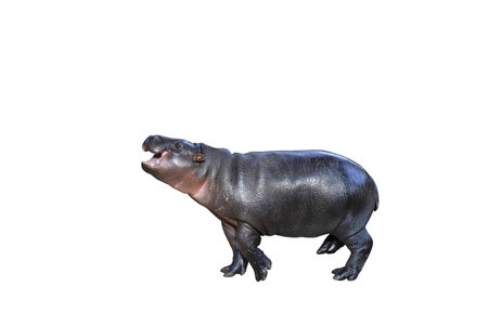 Pygmy hippopotamus isolated on white background with clipping path.の写真素材