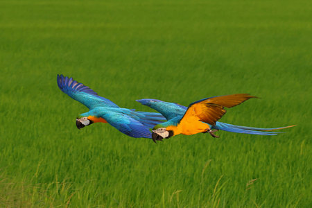 Colorful Blue and Gold Macaw parrots flying on the rice fields. Free flying bird