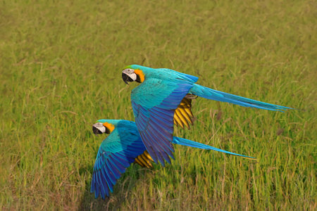 Colorful Blue and Gold Macaw parrots flying on the rice fields. Free flying bird