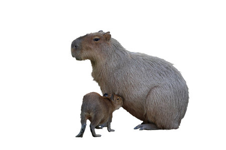 Capybara nursing baby isolated on white background with a clipping path.の写真素材