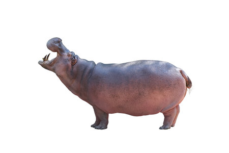 Hippopotamus is opening its mouth isolated on white background with clipping path.
