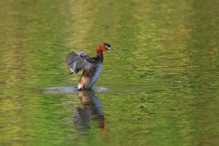 The cute little grebe lives in a river in a rural area.の写真素材
