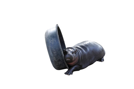 Baby pygmy hippopotamus and his favorite plastic basin isolated on a white background.の写真素材