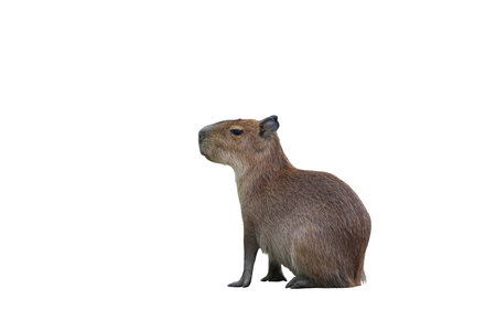 Capybara isolated on white background with clipping path.の写真素材