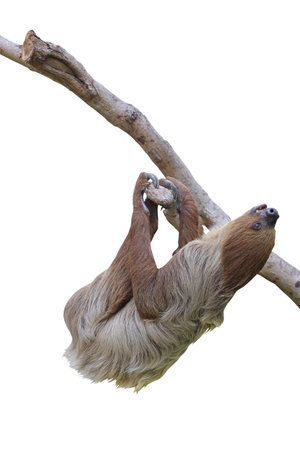 Cute two-toed sloth hanging on tree branch isolated on white background with clipping path.