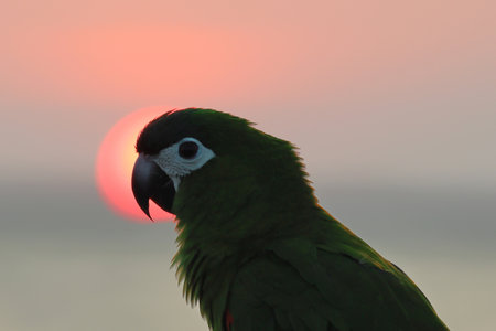 Close-up of a beautiful parrot with a blurred nature background.