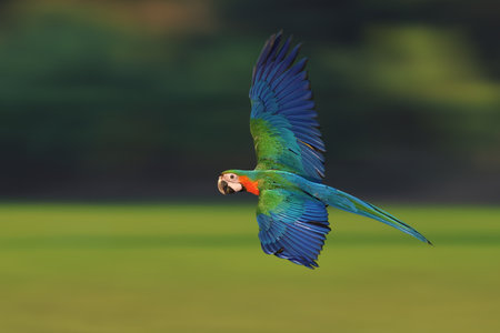 Macaw parrot is flying at high speed in the forest.の写真素材