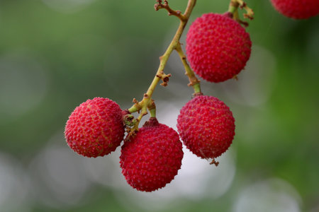 The lychees in the garden are ripe and ready to be sold at the market.の写真素材