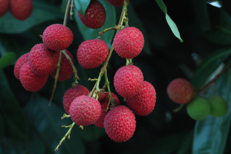 The lychees in the garden are ripe and ready to be sold at the market.の写真素材
