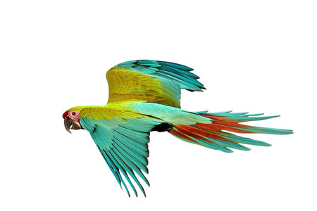 Colorful flying Military Macaw parrot isolated on white background with clipping path.の写真素材