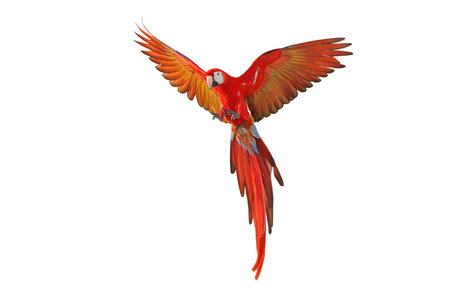 Colorful flying Scarlet Macaw parrot isolated on white background with clipping path.の写真素材