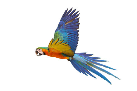 Colorful flying Catalina Macaw parrot isolated on white background with clipping path.の写真素材
