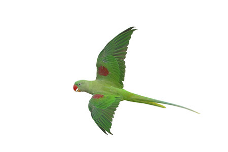 Colorful flying Alexandrine parakeet parrot isolated on white background with clipping path.