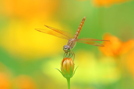 Close-up of dragonfly clinging to yellow cosmos flower.の写真素材
