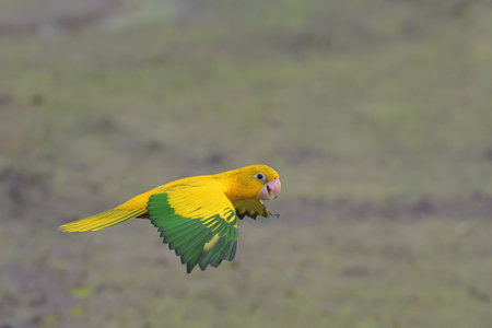 Beautiful Golden Conure parrot flying on the rice fields. Free flying bird