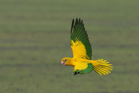 Beautiful Golden Conure parrot flying on the rice fields. Free flying bird