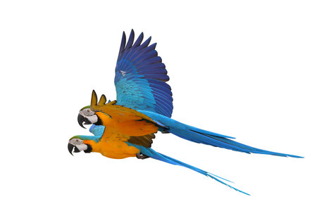 Colorful flying Blue and Gold Macaw parrots isolated on white background with clipping path.