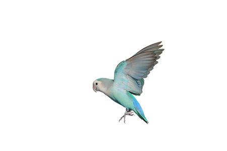 Colorful flying Lovebird parrot isolated on white background with clipping path.