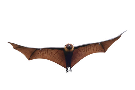 Bat flying isolated on white background with clipping path. Lyle's flying fox