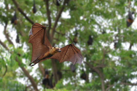 Beautiful Bat flying in the forest. Lyle's flying fox