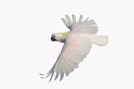 Sulphur-crested Cockatoo, Cacatua galerita, single bird in flight, Australiaの写真素材