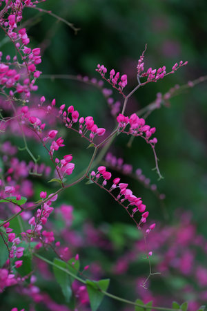 Beautiful Chain of Love blooming in the garden.