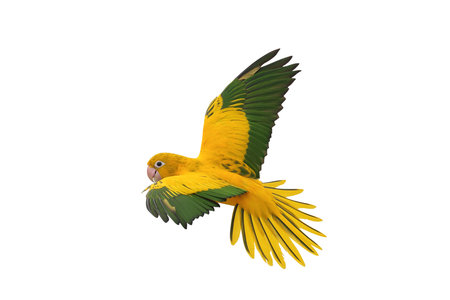 Colorful flying Golden Conure parrot isolated on white background with clipping path.