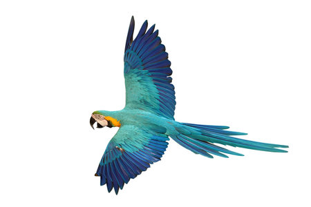 Colorful flying Blue and Gold Macaw parrot isolated on white background with clipping path.の写真素材